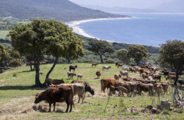 Route des transitions Etape 20 La Corse