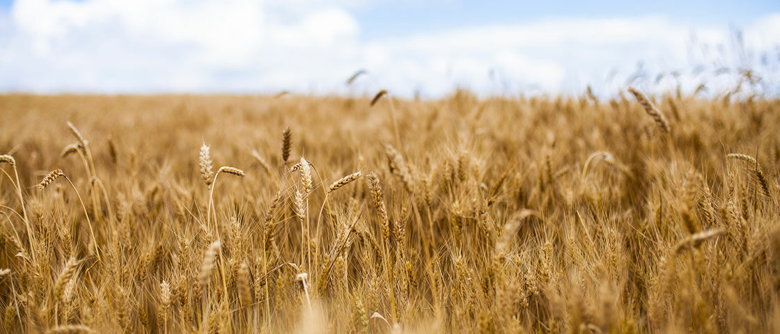 Ynovae_credit_assurance_Crédit_agricole_champagne-bourgogne