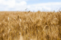 Ynovae_credit_assurance_Crédit_agricole_champagne-bourgogne