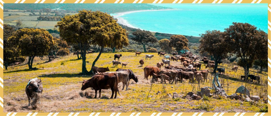 Vache tigre Crédit Agricole de la Corse