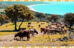 Vache tigre Crédit Agricole de la Corse