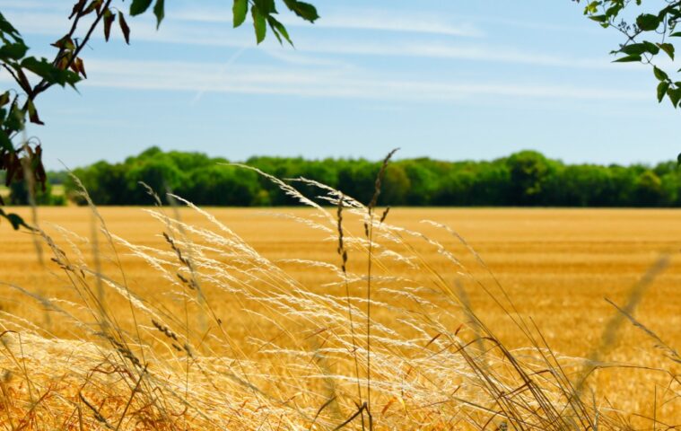 accompagner les transitions agricoles avec Germain Blaise, agriculteur dans les Vosges