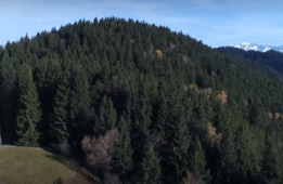 Investir pour préserver la forêt en Savoie